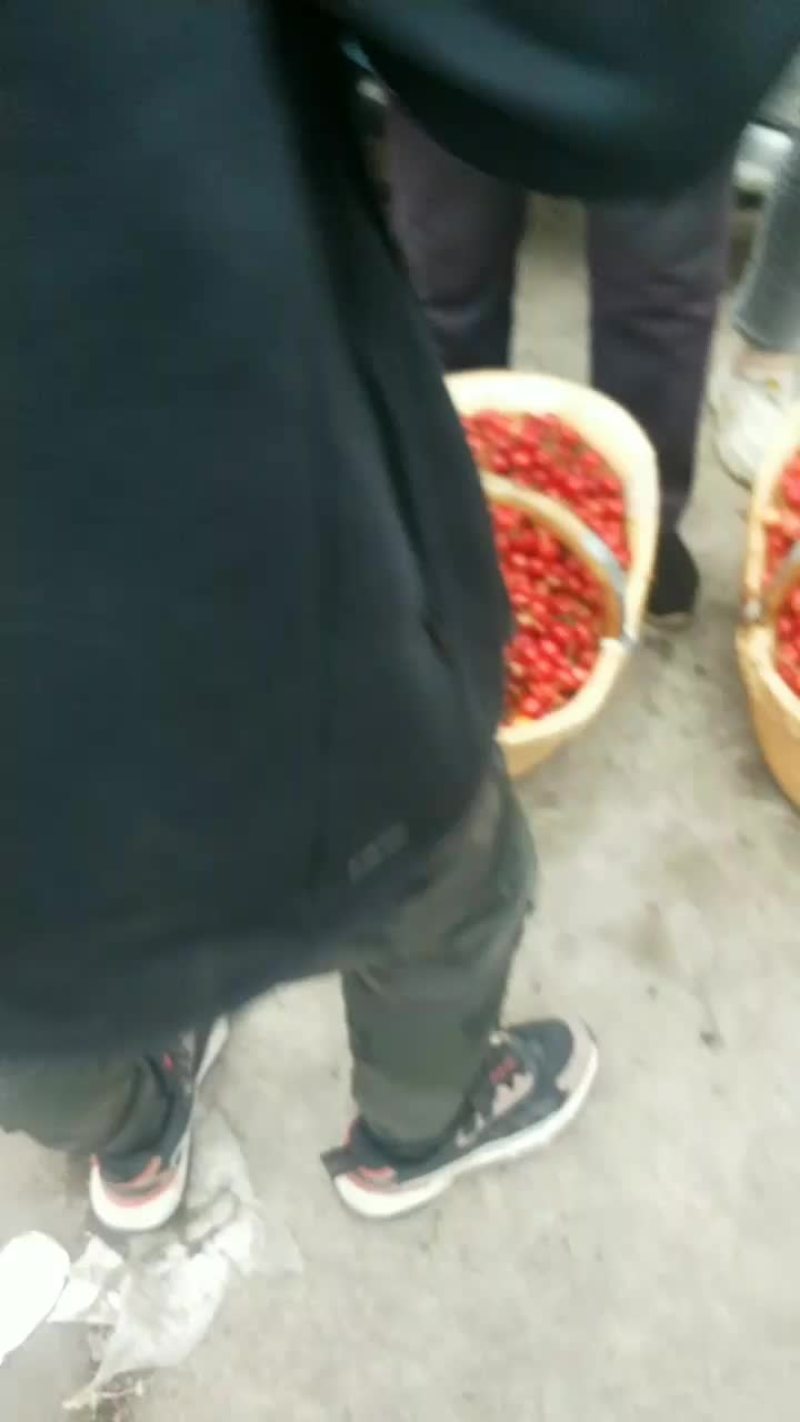 陆地大樱桃