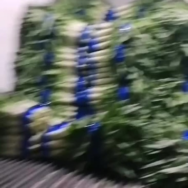 优质尖叶青莴海量现货供应，需要的速联系！…