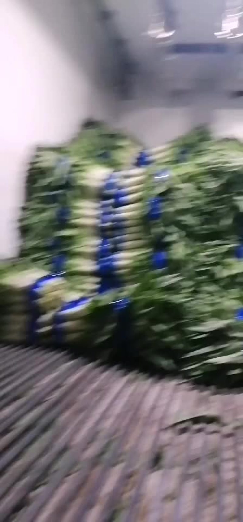 优质尖叶青莴海量现货供应，需要的速联系！…