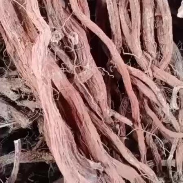 段栽丹参大统货，河南货