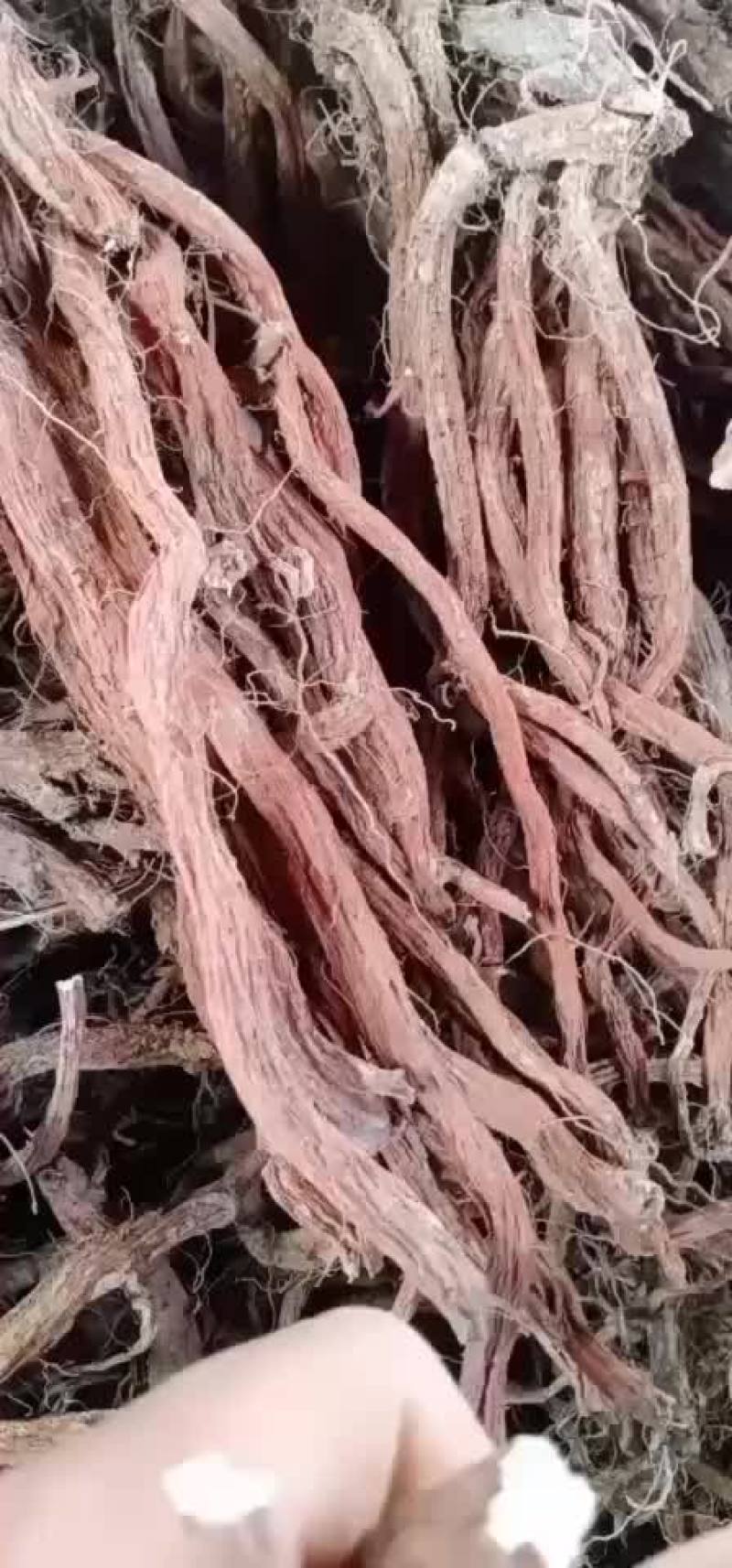 段栽丹参大统货，河南货