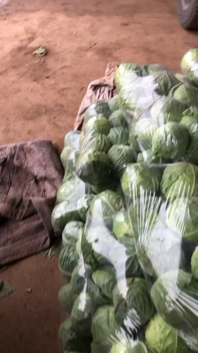 甘蓝