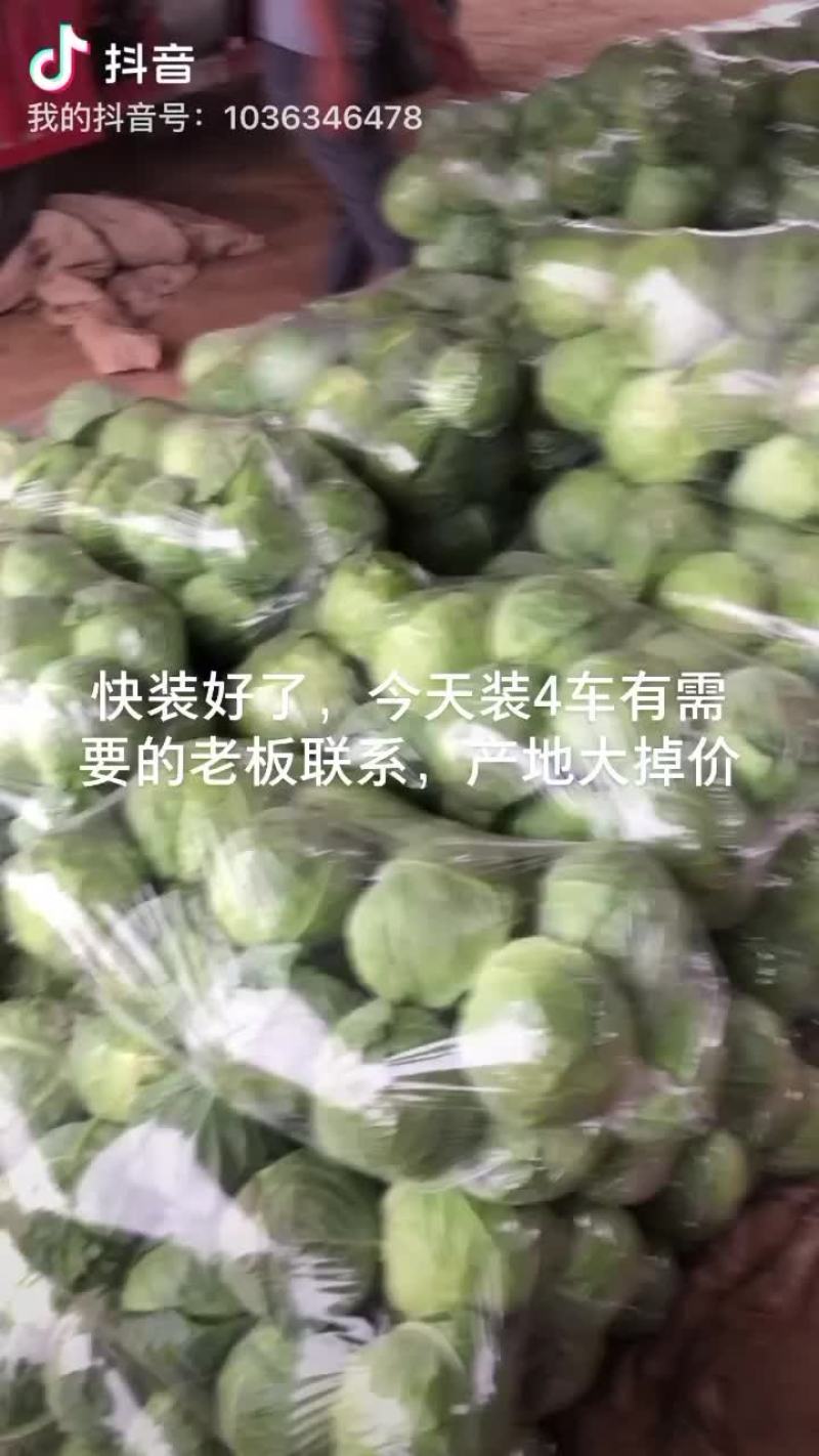 甘蓝
