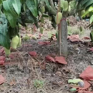 海南金煌芒