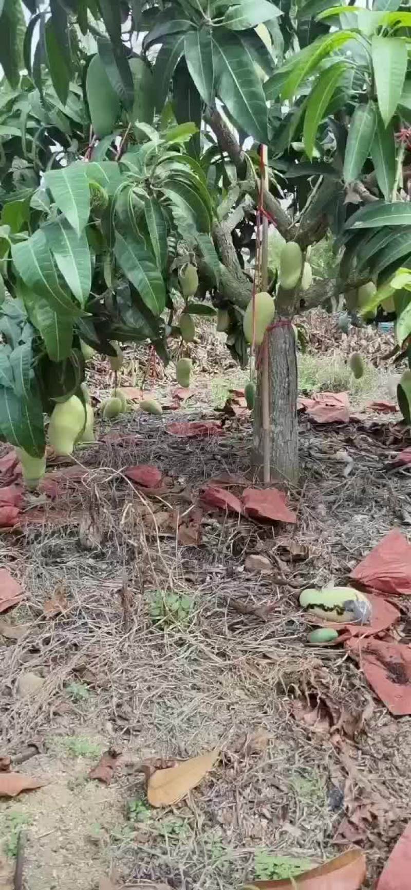 海南金煌芒