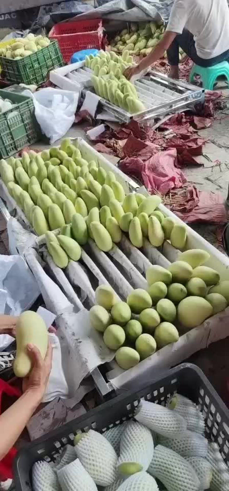 海南金煌芒