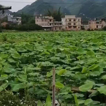 广西莲藕清脆可口可以煲汤清炒
