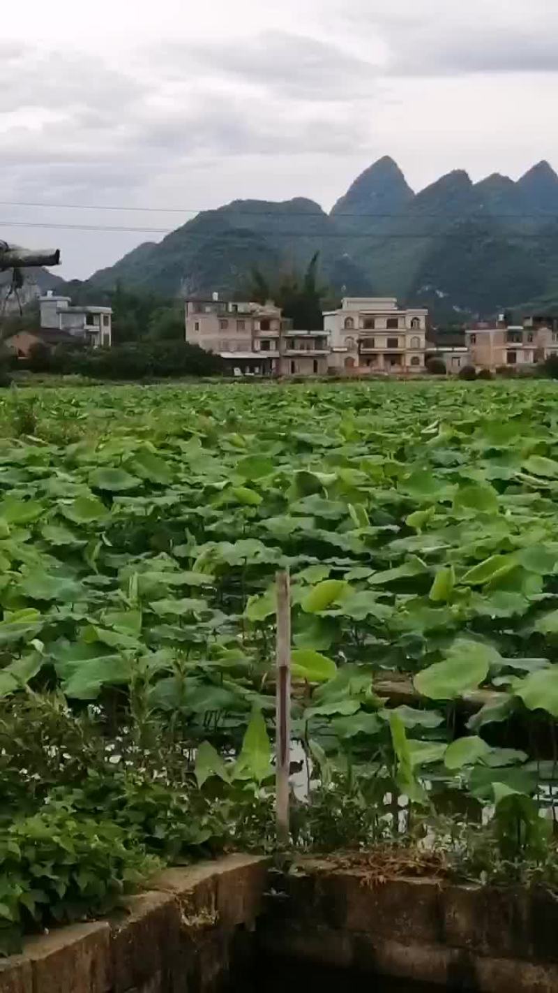 广西莲藕清脆可口可以煲汤清炒