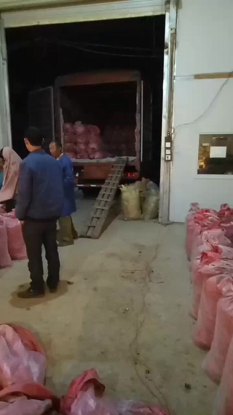 马蹄始兴万亩马蹄种植基地大量供应市场加工厂电商外贸出口