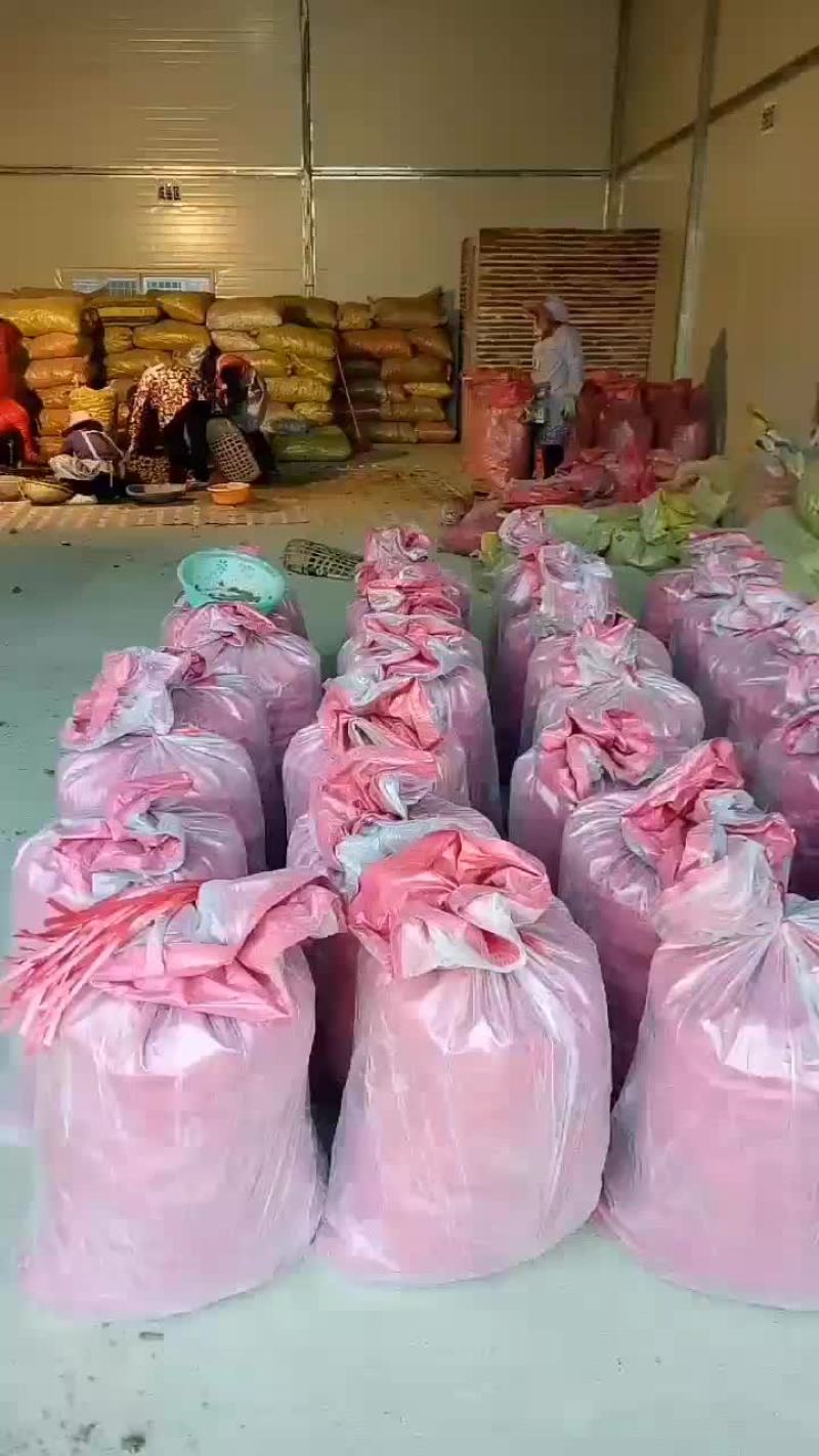 马蹄始兴万亩马蹄种植基地大量供应市场加工厂电商外贸出口