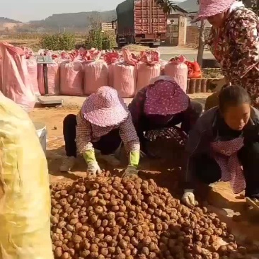 马蹄始兴万亩马蹄种植基地大量供应市场加工厂电商外贸出口