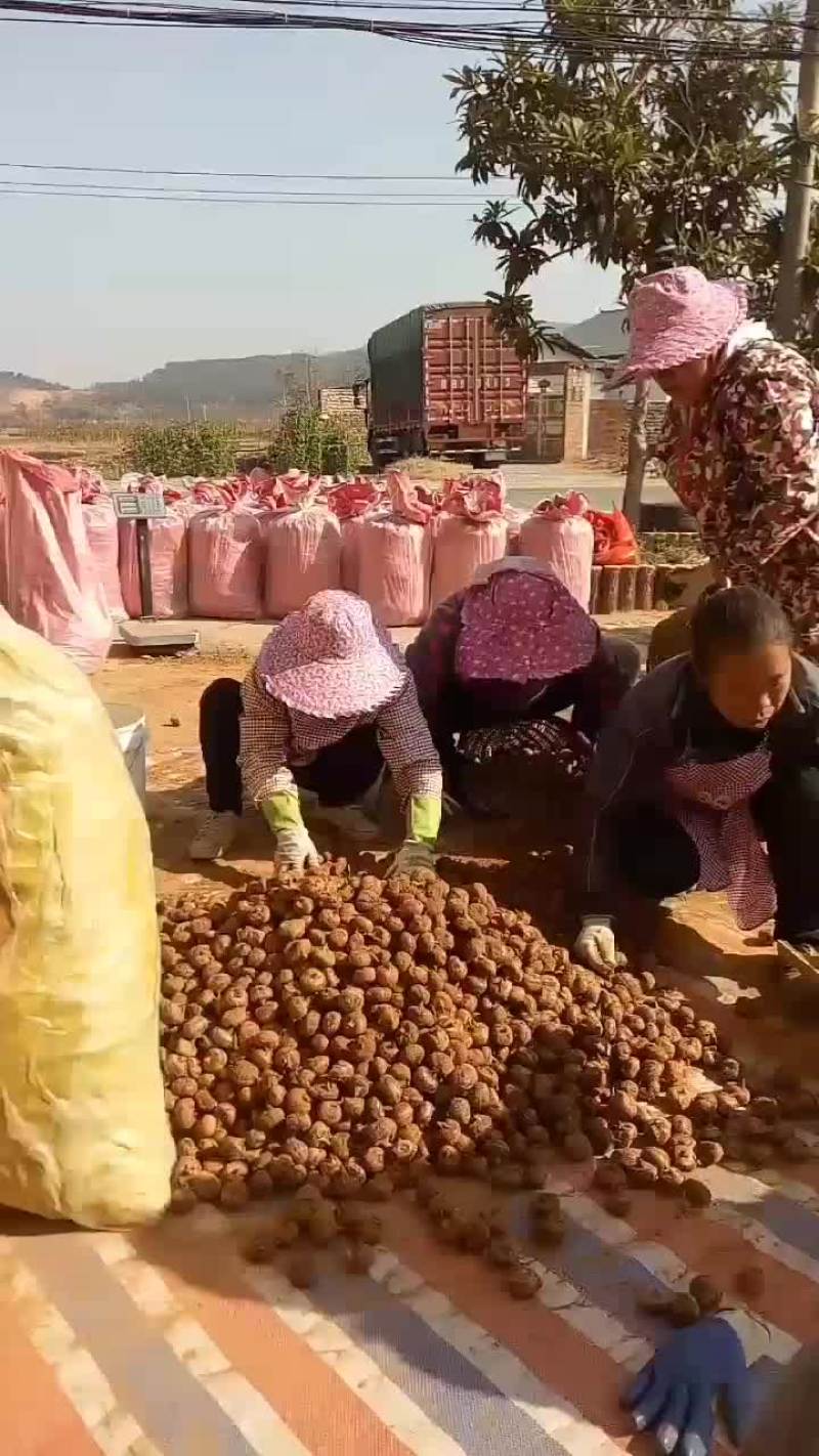 马蹄始兴万亩马蹄种植基地大量供应市场加工厂电商外贸出口
