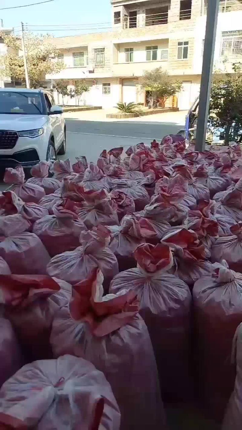 马蹄始兴万亩马蹄种植基地大量供应市场加工厂电商外贸出口
