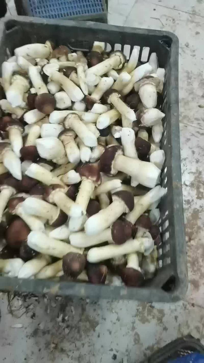 大球盖菇