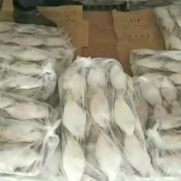 长脖装车中，价格美丽，封海期间价格上涨中，装车寻价
