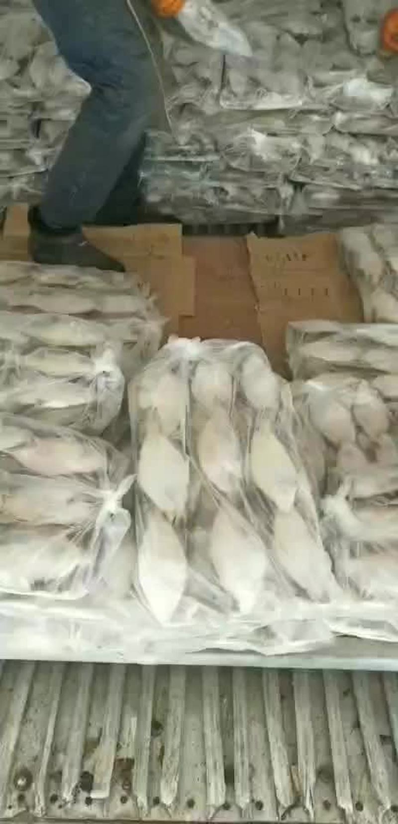 长脖装车中，价格美丽，封海期间价格上涨中，装车寻价