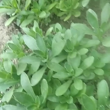 高钙养心菜
