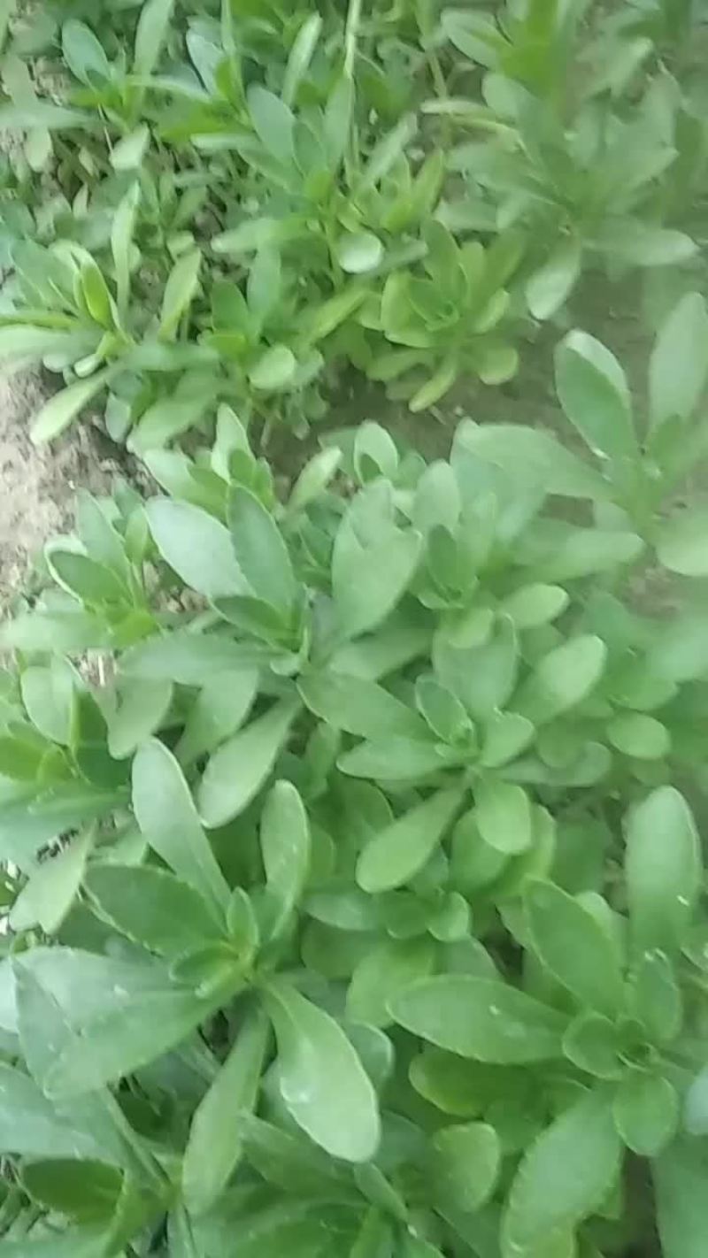 高钙养心菜
