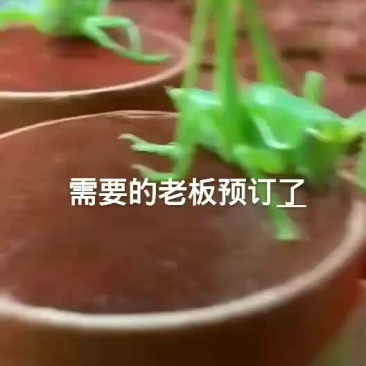 预约中
