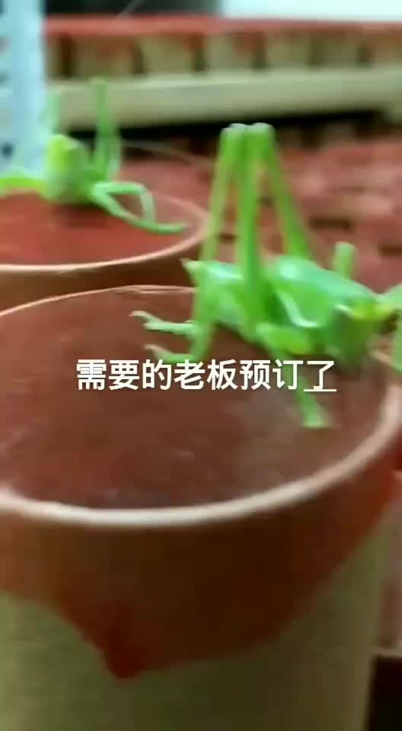 预约中