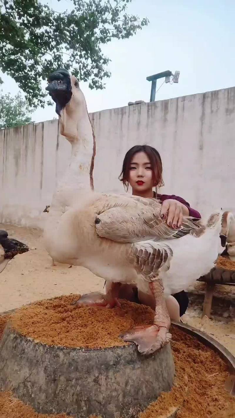 纯种狮头鹅苗一只40斤，10只包邮寄，包活包健康