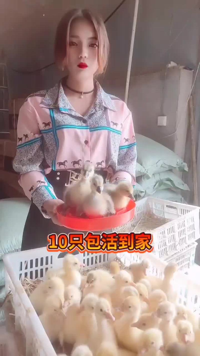 纯种狮头鹅苗一只40斤，10只包邮寄，包活包健康