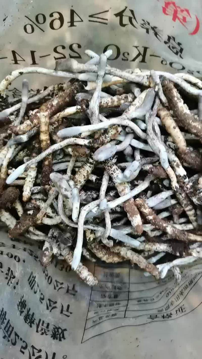 冬虫夏草