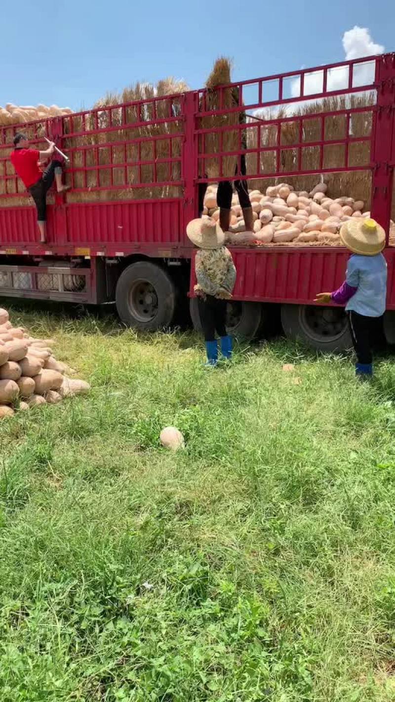 蜜本南瓜