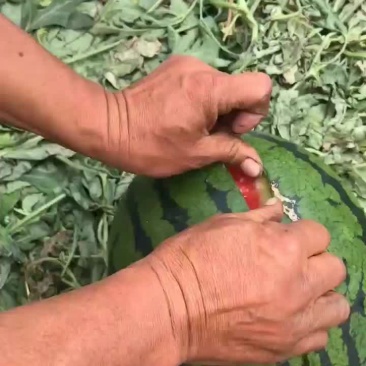 河北甜王西瓜产地直销价格美丽，量大从优，欢迎来电