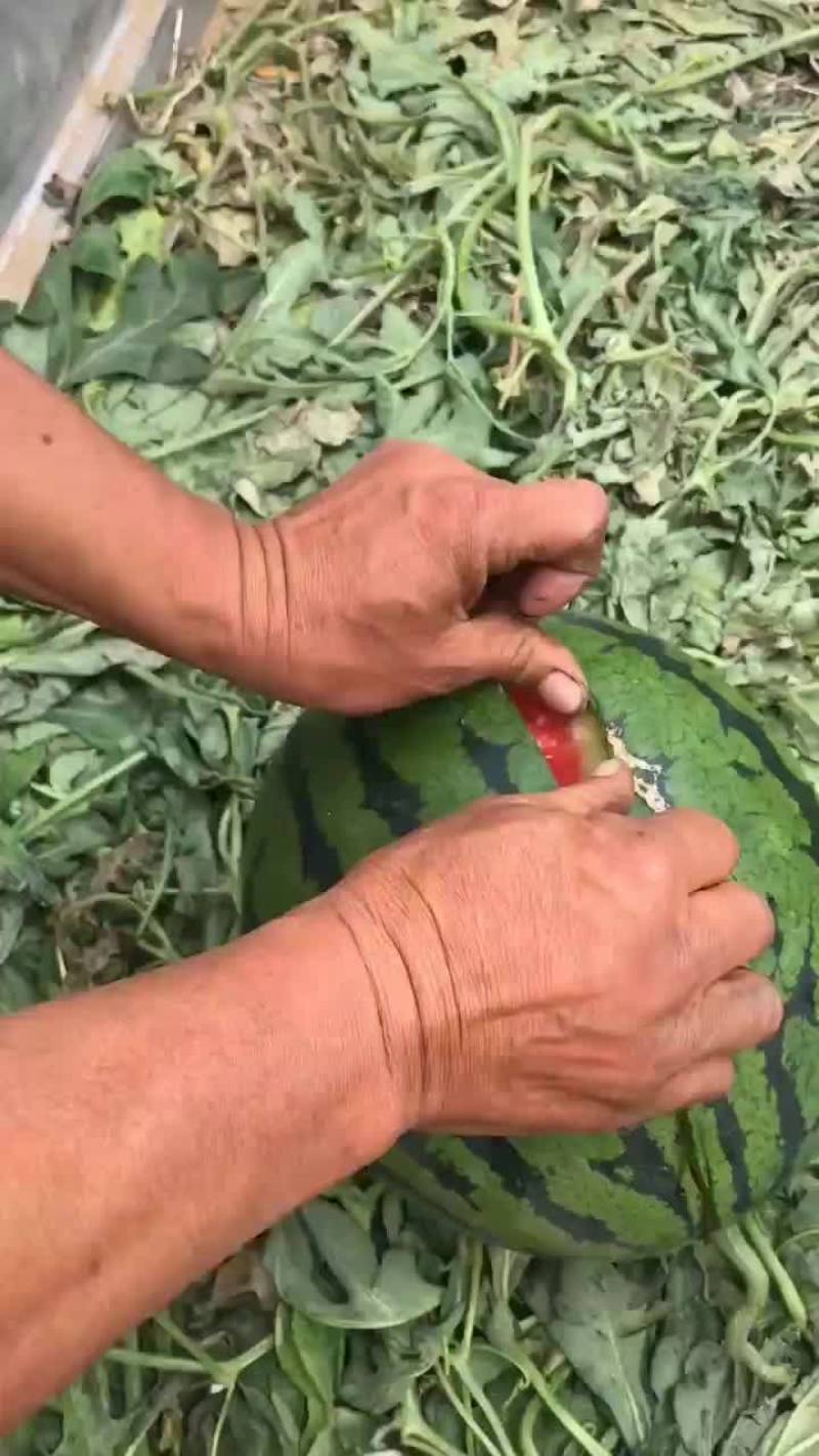 河北甜王西瓜产地直销价格美丽，量大从优，欢迎来电