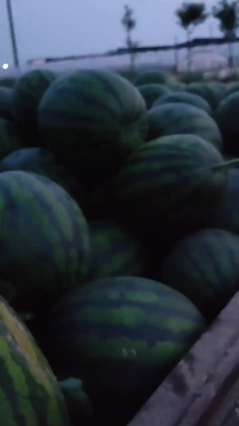 河北甜王西瓜产地直销价格美丽，量大从优，欢迎来电
