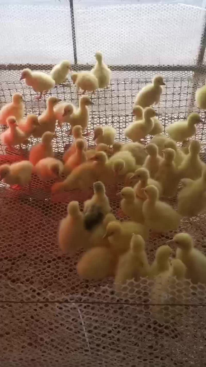 长期大量批发大品种鹅苗