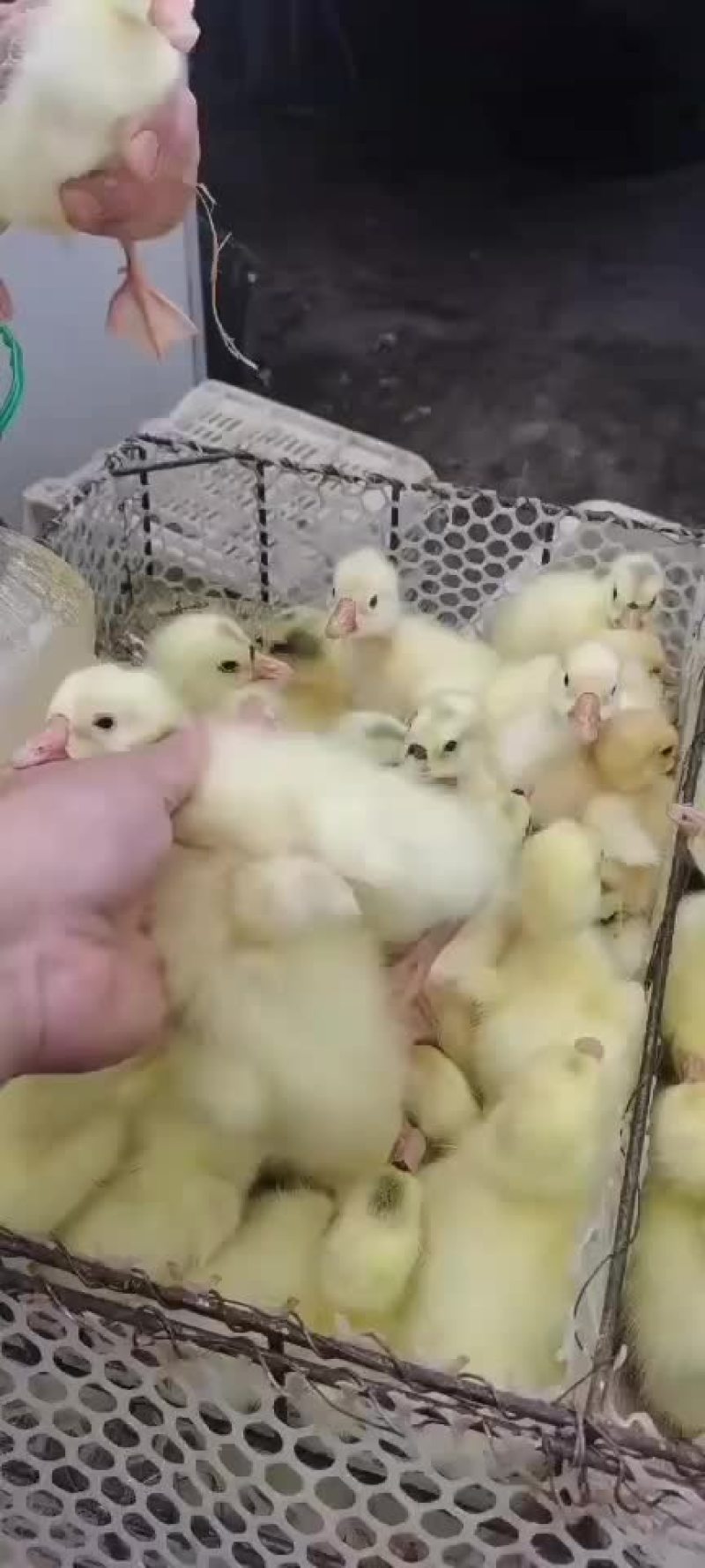 长期大量批发大品种鹅苗