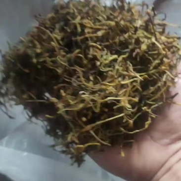 金银花