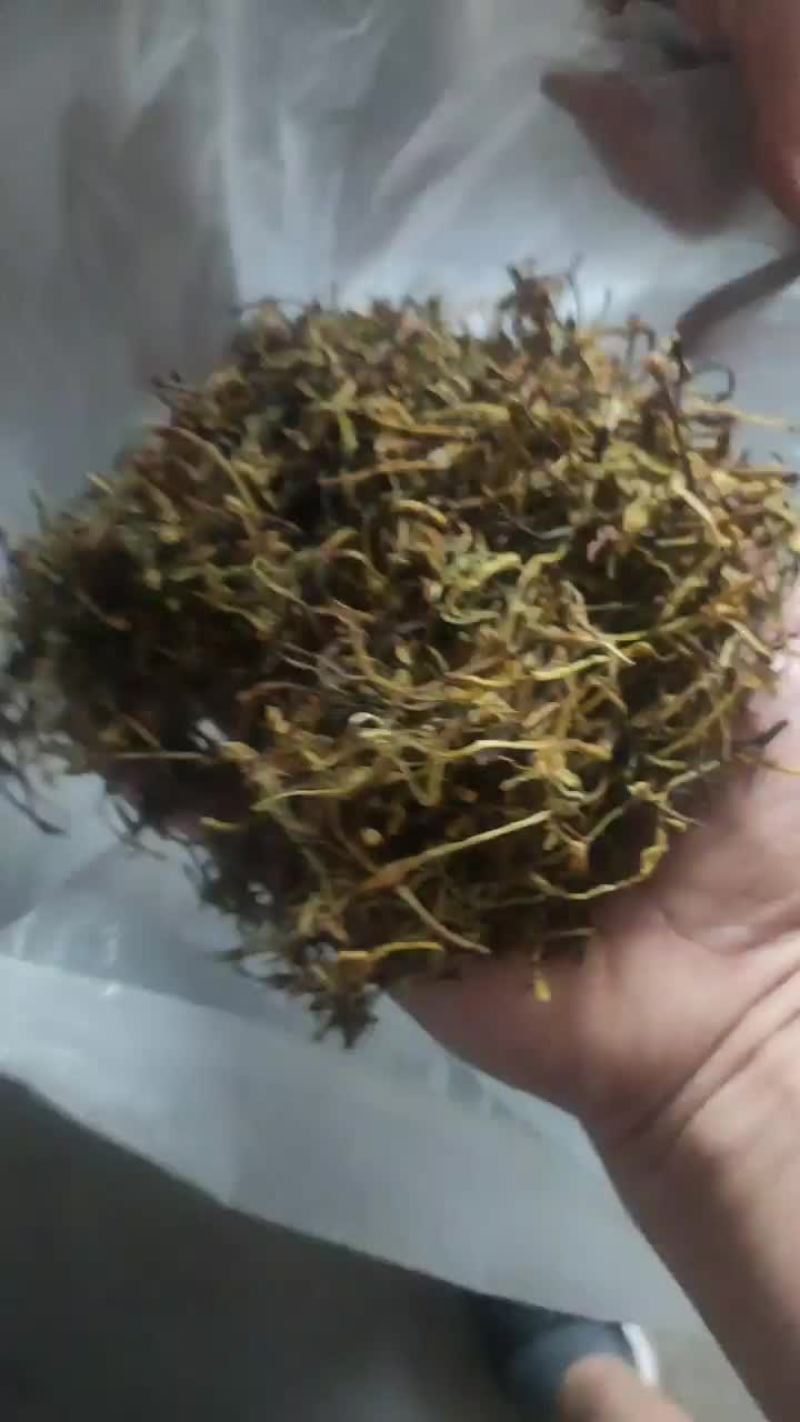 金银花