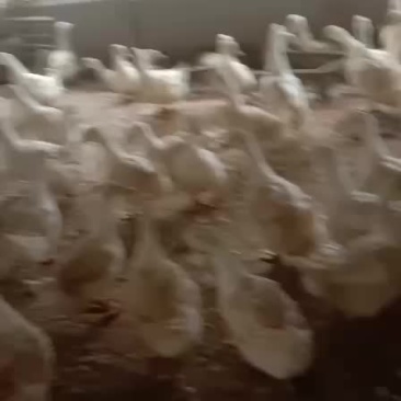 淘汰老鸭樱桃谷