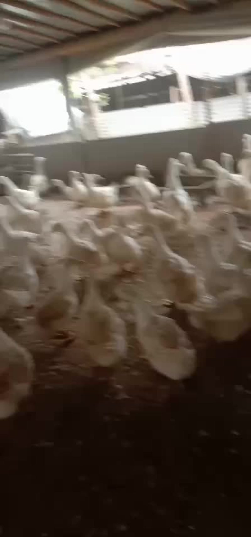 淘汰老鸭樱桃谷