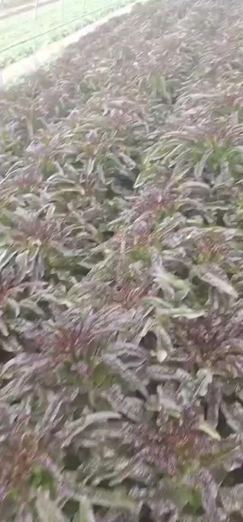 红笋各种红笋，各种价格，需要的老板请联系