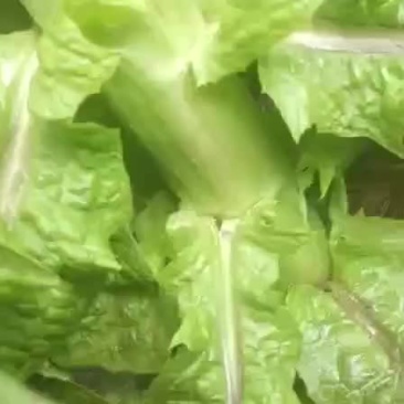 红笋各种红笋，各种价格，需要的老板请联系