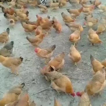 土母鸡