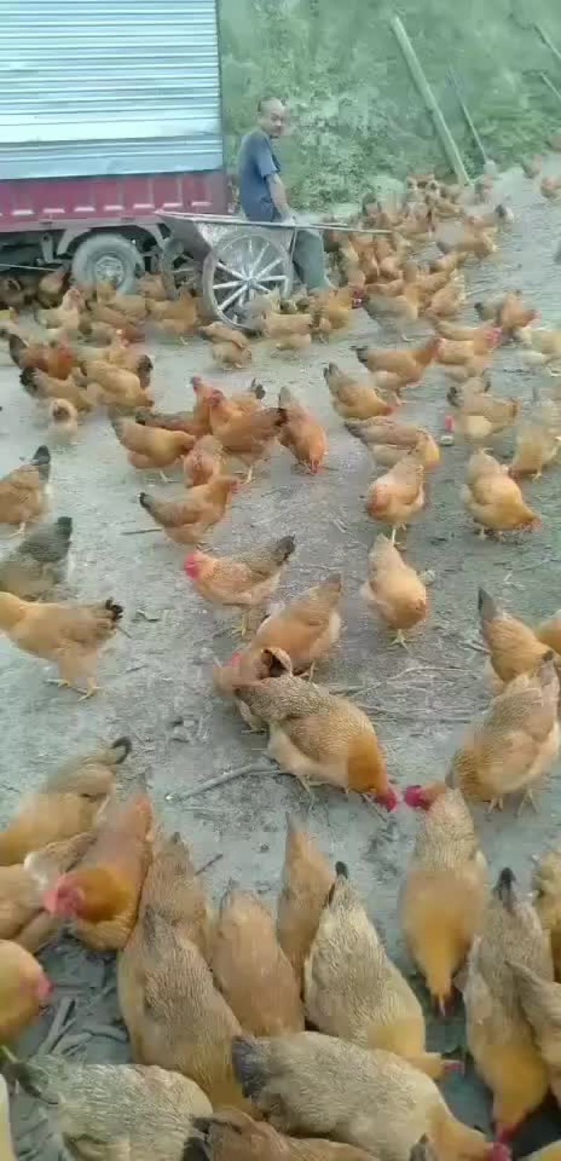 土母鸡