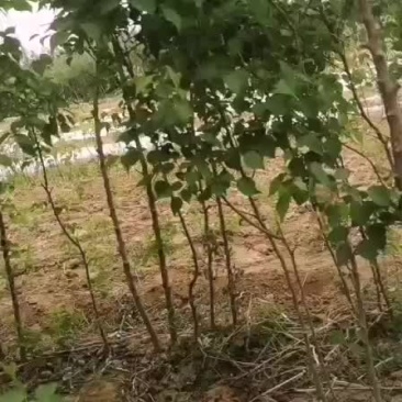 山杏树苗