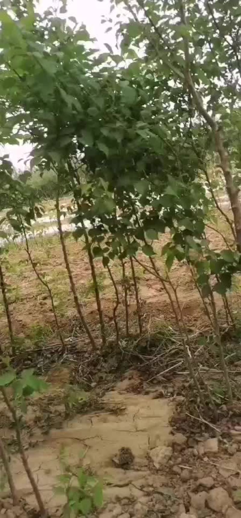 山杏树苗