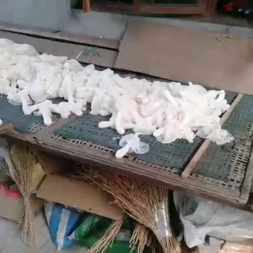 竹荪采摘烘烤中