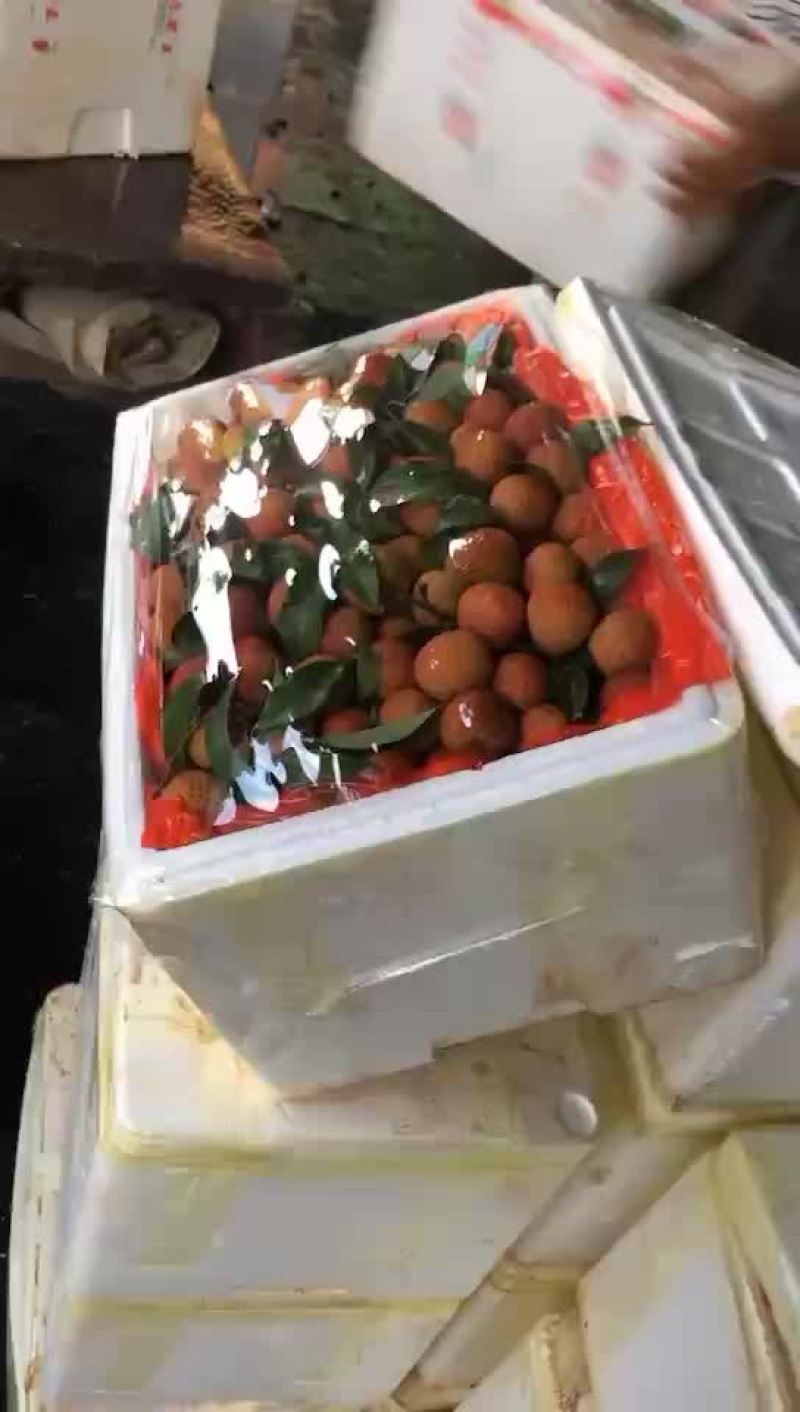 荔枝，大量接，每天出货6万斤+