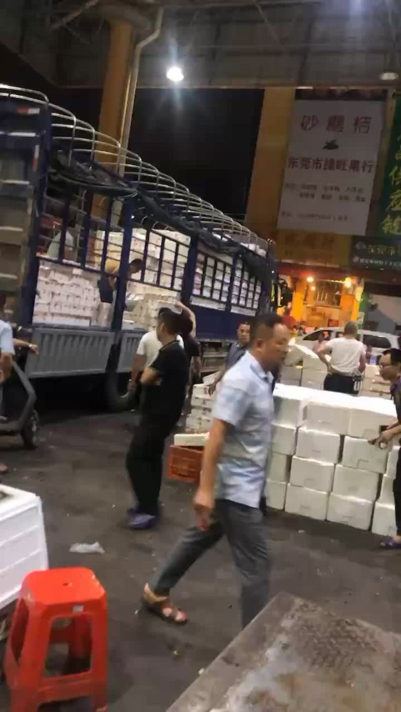 荔枝，大量接，每天出货6万斤+
