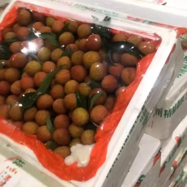 荔枝，大量接，每天出货6万斤+
