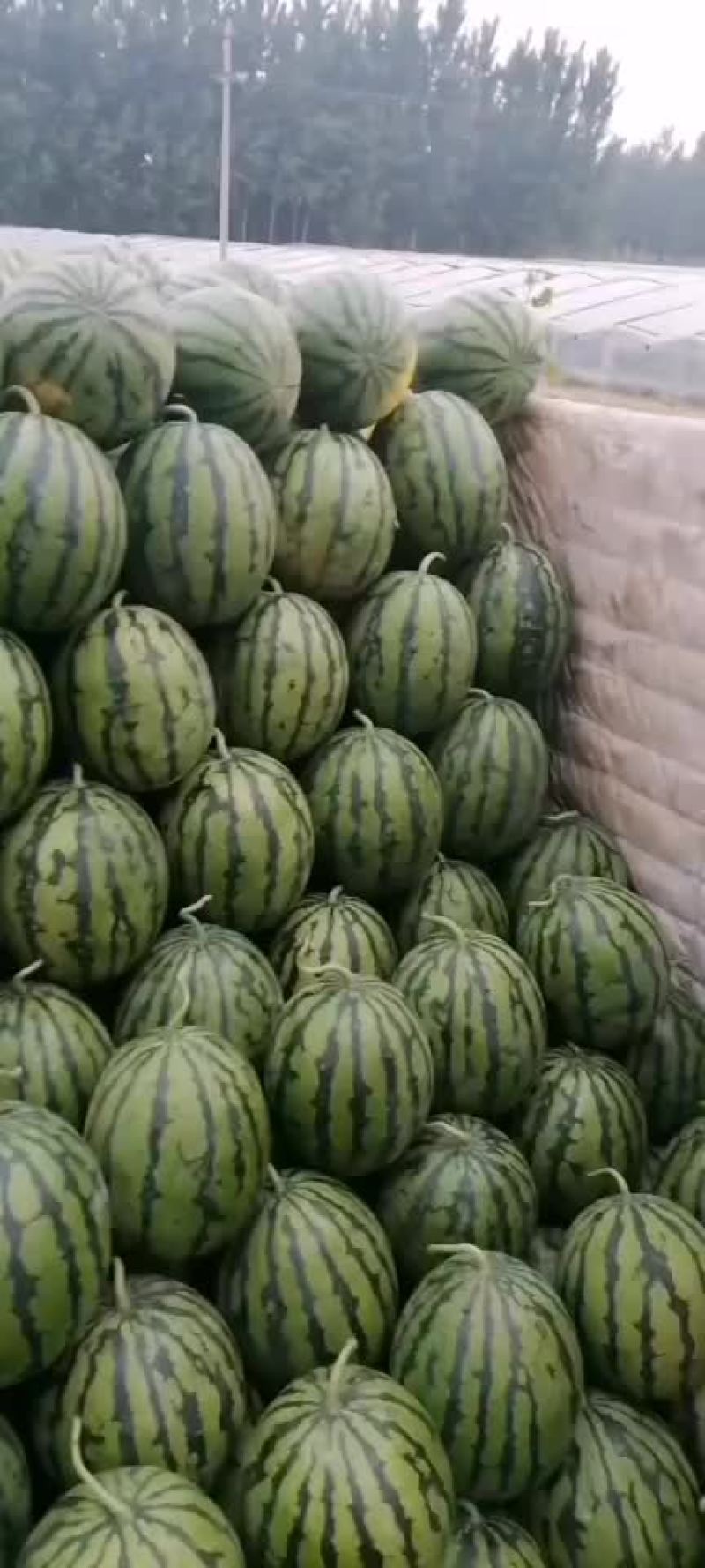 河北甜王西瓜产地直销价格美丽，量大从优，欢迎来电