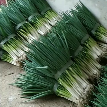 精品分葱