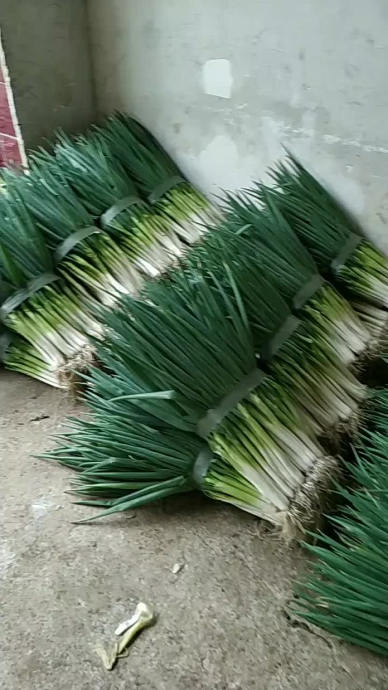 精品分葱